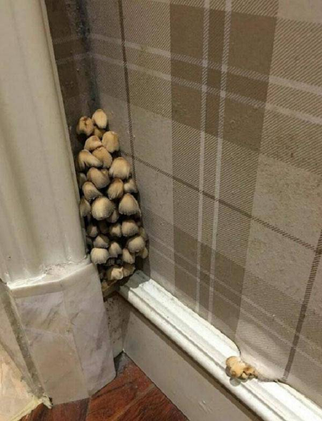 Hậu quả của pha ở bẩn đến không tin được: Nấm mọc thành chùm, cây cỏ nảy mầm - 10