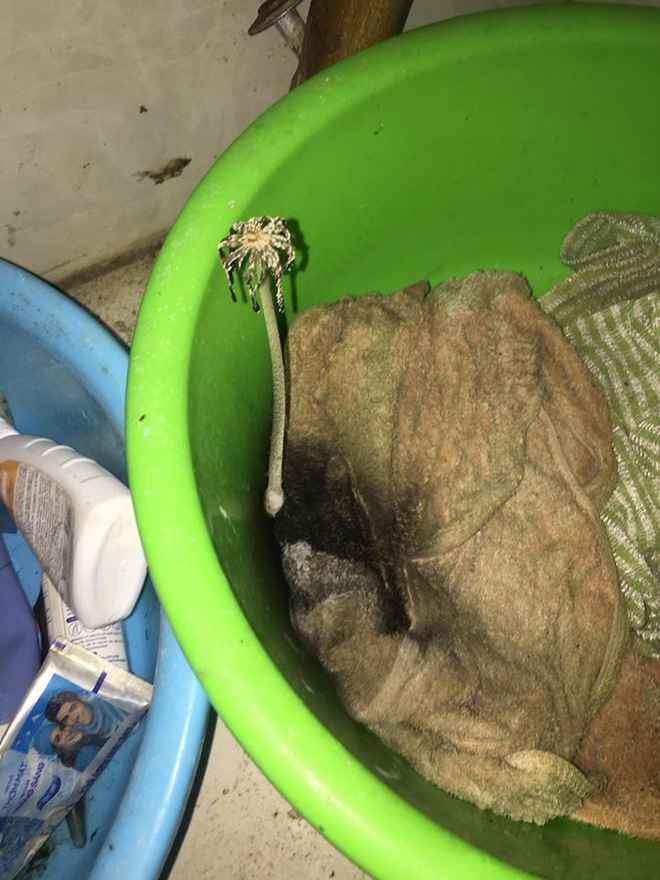 Hậu quả của pha ở bẩn đến không tin được: Nấm mọc thành chùm, cây cỏ nảy mầm - 8