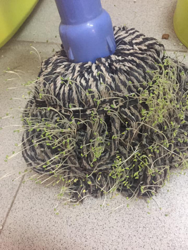 Hậu quả của pha ở bẩn đến không tin được: Nấm mọc thành chùm, cây cỏ nảy mầm - 4