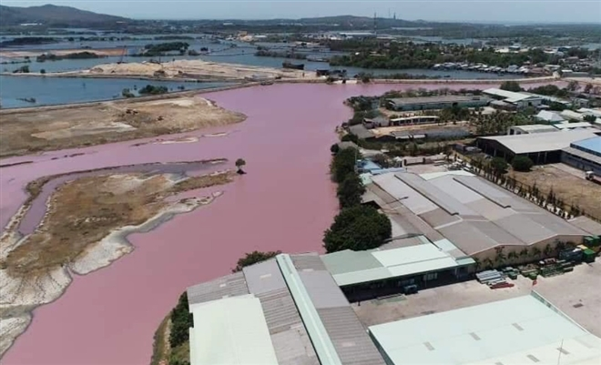 Bà Rịa - Vũng Tàu: Dừng hoạt động công ty làm đầm nước đổi màu tím, bốc mùi thối - 1