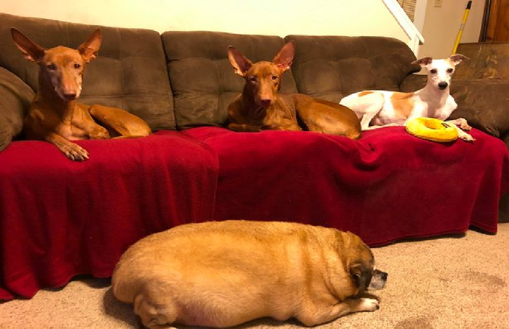 Chú chó béo phì thoát chết nhờ chế độ ăn kiêng giá 600 triệu đồng - 1