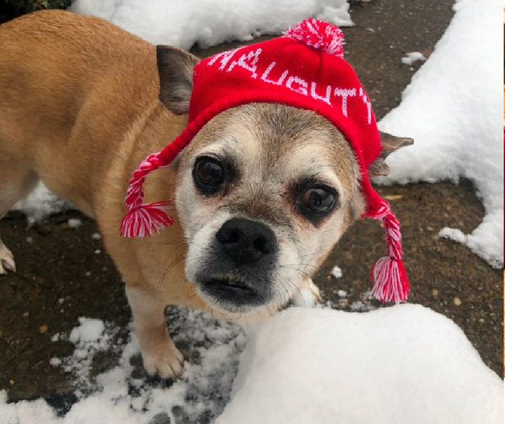 Chú chó béo phì thoát chết nhờ chế độ ăn kiêng giá 600 triệu đồng - 3