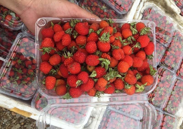 Người Hà Nội lùng mua quả rừng đắt đỏ - 3