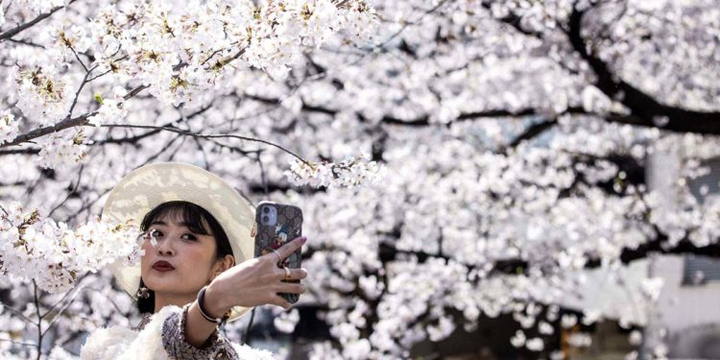 Lộng lẫy cảnh hoa anh đào Nhật Bản nở sớm nhất 1.200 năm qua - 3
