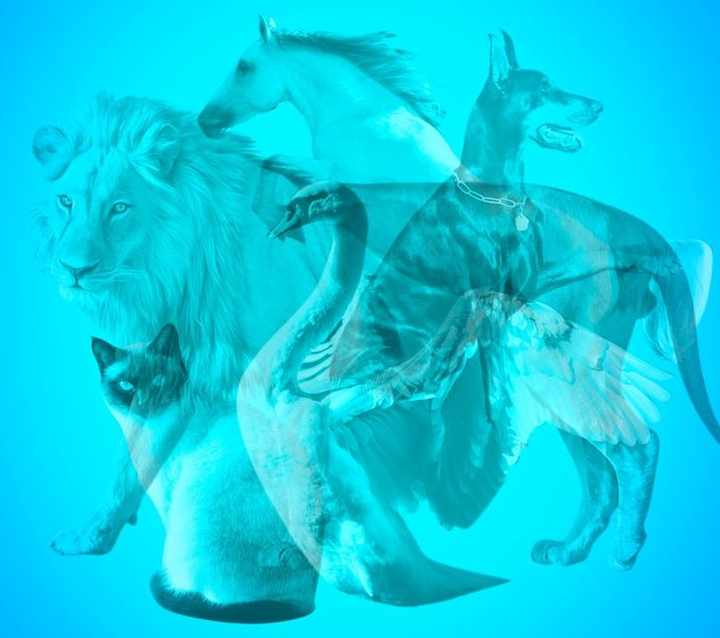 Trắc nghiệm vui đoán tính cách: Bạn nhìn thấy ngựa, sư tử hay thiên nga? - 1