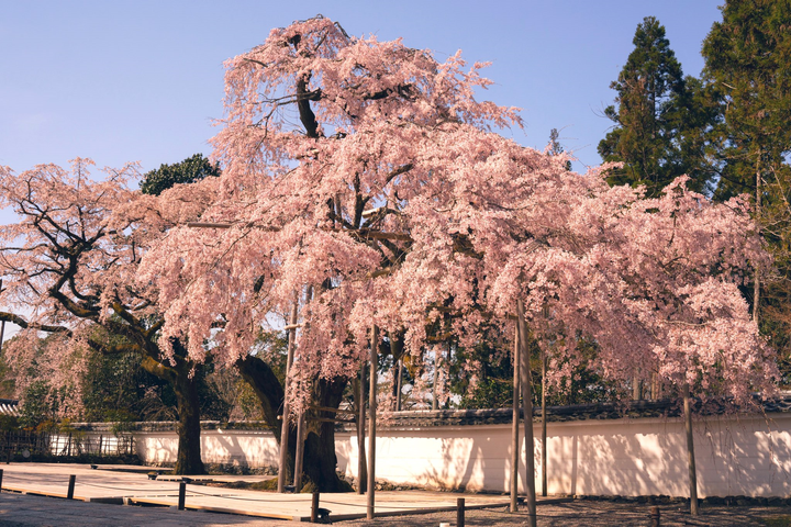 Lộng lẫy cảnh hoa anh đào Nhật Bản nở sớm nhất 1.200 năm qua - 5