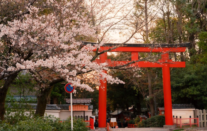 Lộng lẫy cảnh hoa anh đào Nhật Bản nở sớm nhất 1.200 năm qua - 7