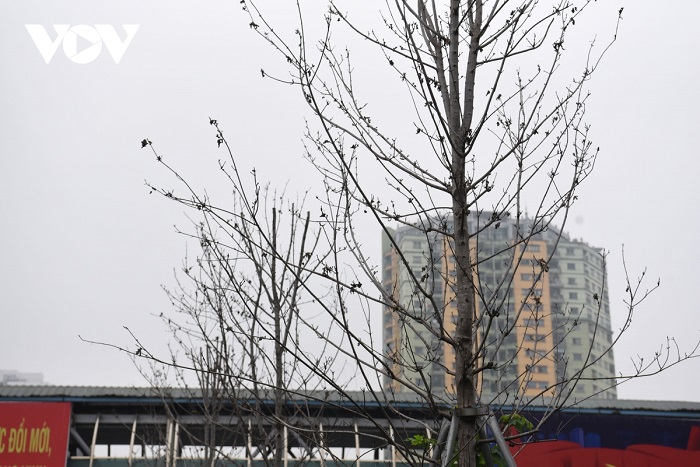 Cận cảnh hàng phong lá đỏ khô héo trên phố Hà Nội sắp bị thay thế - 11