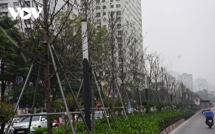 Cận cảnh hàng phong lá đỏ khô héo trên phố Hà Nội sắp bị thay thế - 12