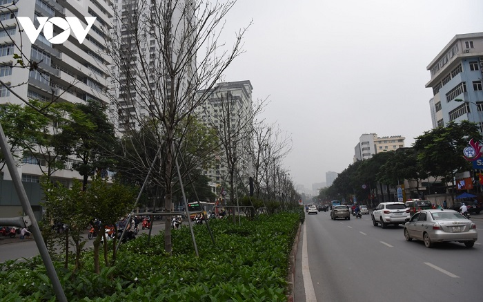 Cận cảnh hàng phong lá đỏ khô héo trên phố Hà Nội sắp bị thay thế - 5