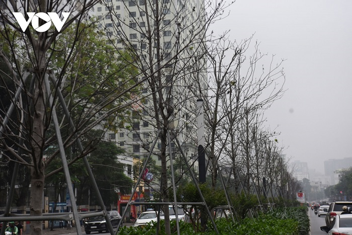 Cận cảnh hàng phong lá đỏ khô héo trên phố Hà Nội sắp bị thay thế - 6