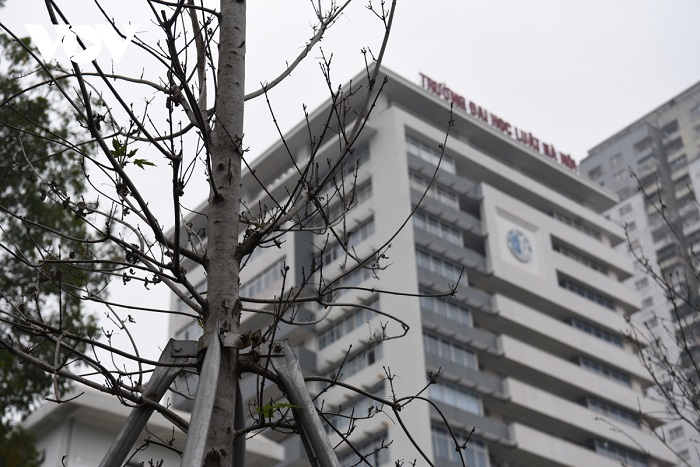 Cận cảnh hàng phong lá đỏ khô héo trên phố Hà Nội sắp bị thay thế - 7