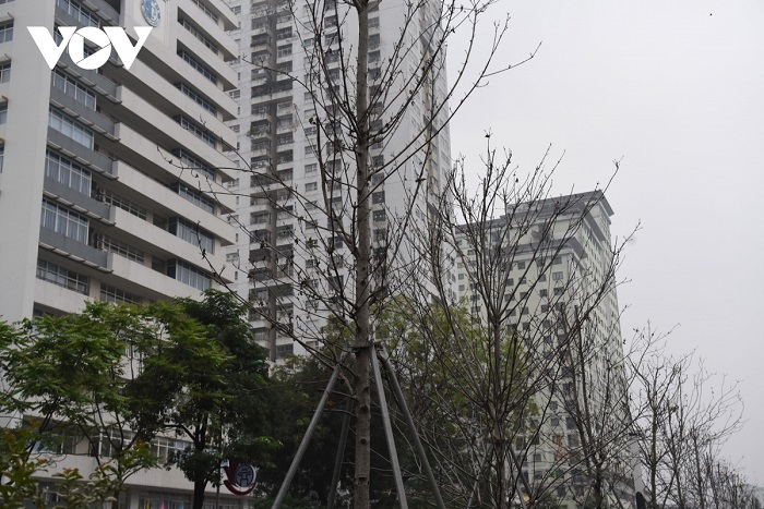 Cận cảnh hàng phong lá đỏ khô héo trên phố Hà Nội sắp bị thay thế - 8