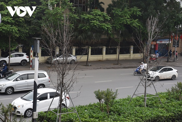 Cận cảnh hàng phong lá đỏ khô héo trên phố Hà Nội sắp bị thay thế - 9