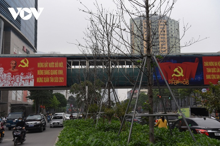 Cận cảnh hàng phong lá đỏ khô héo trên phố Hà Nội sắp bị thay thế - 10