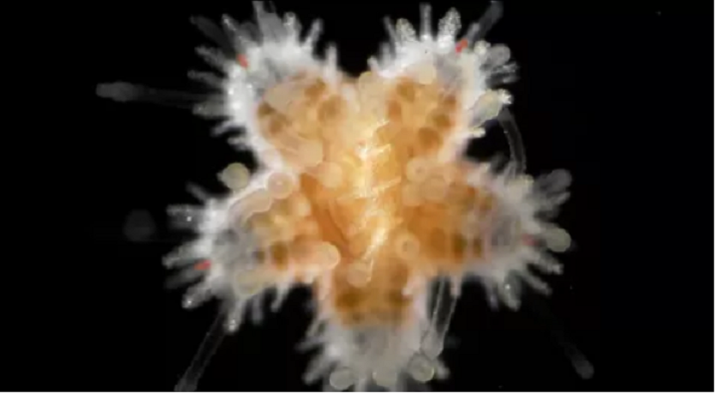 Giới khoa học 'sốc' trước hành vi ăn thịt đồng loại của sao biển con - 1