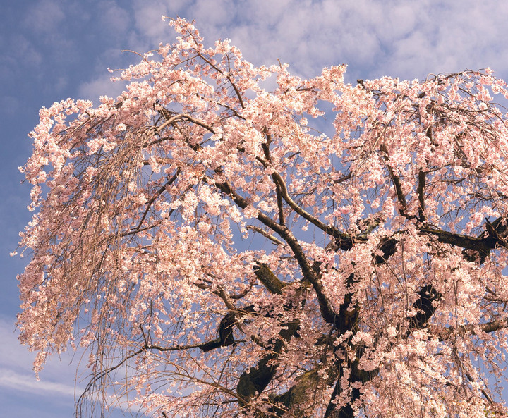 Lộng lẫy cảnh hoa anh đào Nhật Bản nở sớm nhất 1.200 năm qua - 4