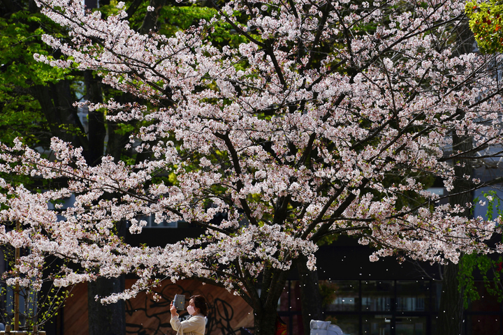 Lộng lẫy cảnh hoa anh đào Nhật Bản nở sớm nhất 1.200 năm qua - 12