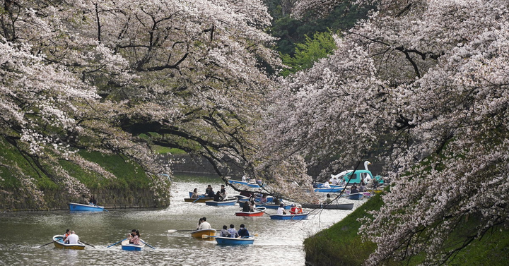 Lộng lẫy cảnh hoa anh đào Nhật Bản nở sớm nhất 1.200 năm qua - 13