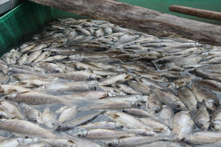 80 tấn cá trị giá hơn 4,3 tỷ đồng chết trắng xóa trên sông Sài Gòn - 1