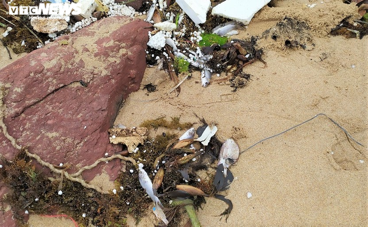 Công an Nghệ An điều tra nguyên nhân cá chết hàng loạt ở biển Nghi Thiết - 6