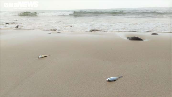 Công an Nghệ An điều tra nguyên nhân cá chết hàng loạt ở biển Nghi Thiết - 8