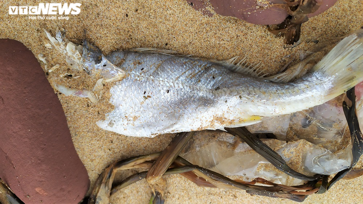 Công an Nghệ An điều tra nguyên nhân cá chết hàng loạt ở biển Nghi Thiết - 3