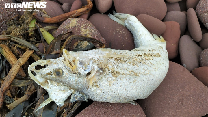 Công an Nghệ An điều tra nguyên nhân cá chết hàng loạt ở biển Nghi Thiết - 4