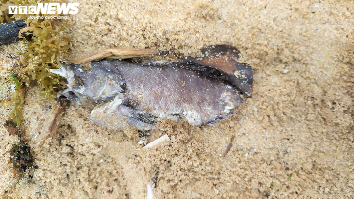 Công an Nghệ An điều tra nguyên nhân cá chết hàng loạt ở biển Nghi Thiết - 5