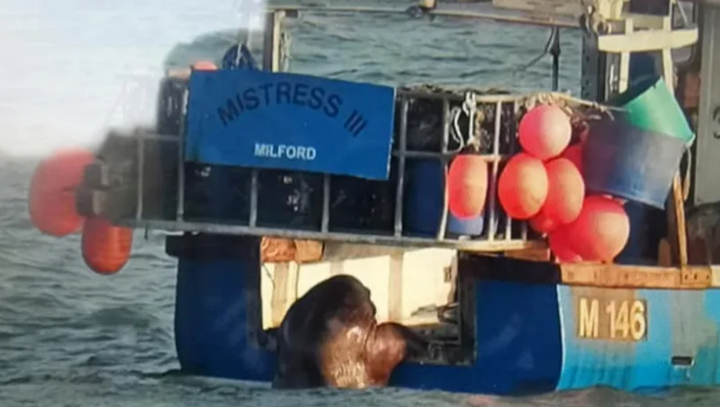 Hải mã trôi dạt từ Bắc Cực tới Ireland, quá giang tàu thủy để về nhà - 1