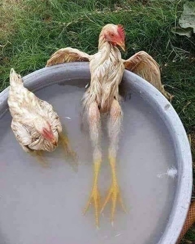 Bật cười trước cảnh thú cưng tìm mọi cách để trốn cái nóng mùa hè - 14