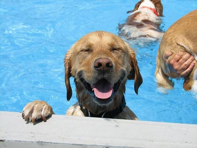 Bật cười trước cảnh thú cưng tìm mọi cách để trốn cái nóng mùa hè - 5