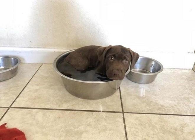 Bật cười trước cảnh thú cưng tìm mọi cách để trốn cái nóng mùa hè - 7