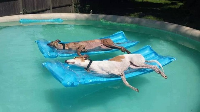 Bật cười trước cảnh thú cưng tìm mọi cách để trốn cái nóng mùa hè - 4