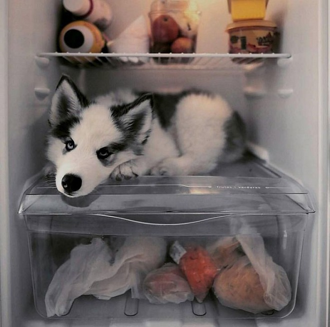 Bật cười trước cảnh thú cưng tìm mọi cách để trốn cái nóng mùa hè - 8