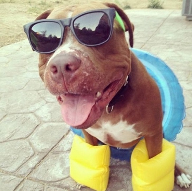 Bật cười trước cảnh thú cưng tìm mọi cách để trốn cái nóng mùa hè - 1