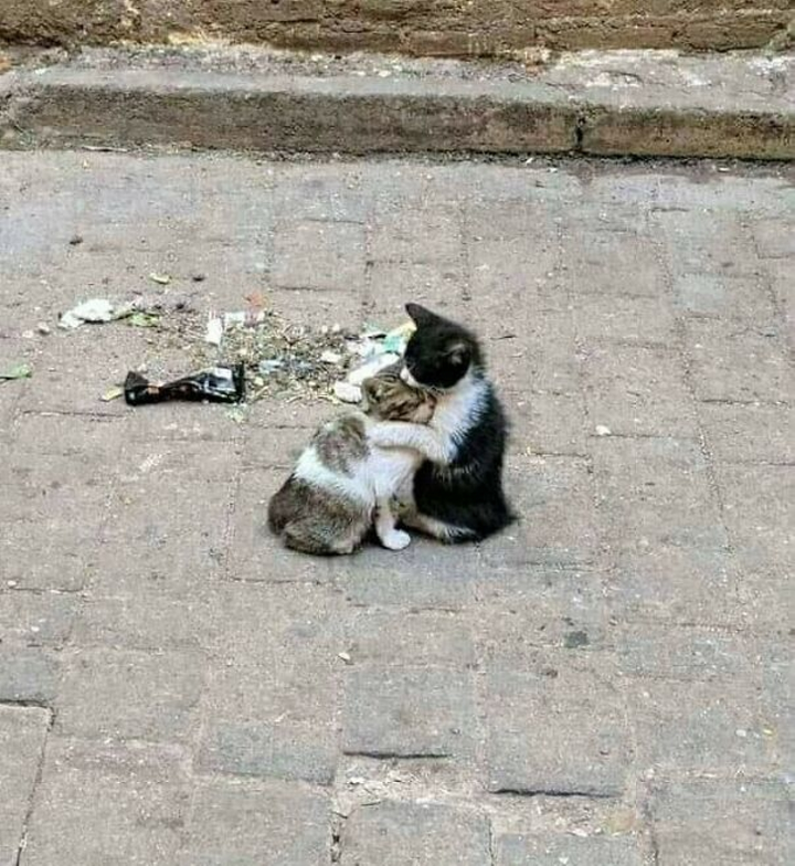 Loạt ảnh ngộ nghĩnh về động vật khiến bạn phì cười - 11