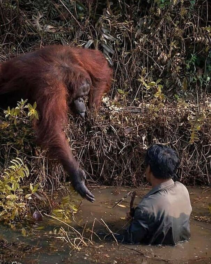 Loạt ảnh ngộ nghĩnh về động vật khiến bạn phì cười - 1