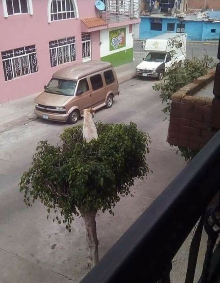 Loạt ảnh ngộ nghĩnh về động vật khiến bạn phì cười - 18