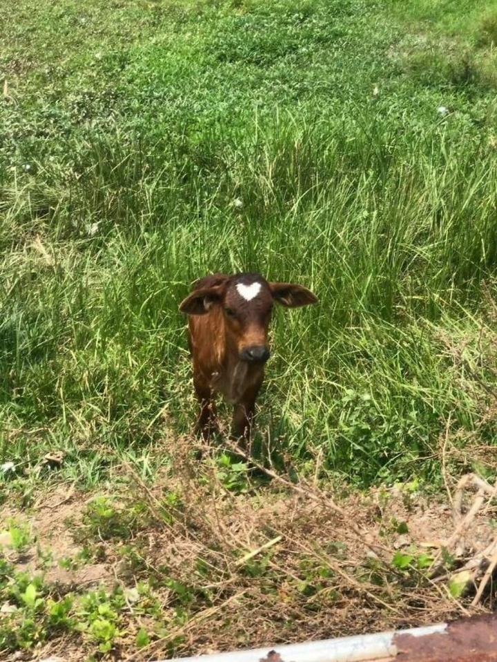 Loạt ảnh ngộ nghĩnh về động vật khiến bạn phì cười - 10