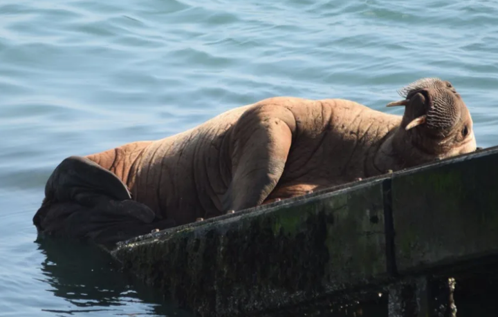 Hải mã trôi dạt từ Bắc Cực tới Ireland, quá giang tàu thủy để về nhà - 2