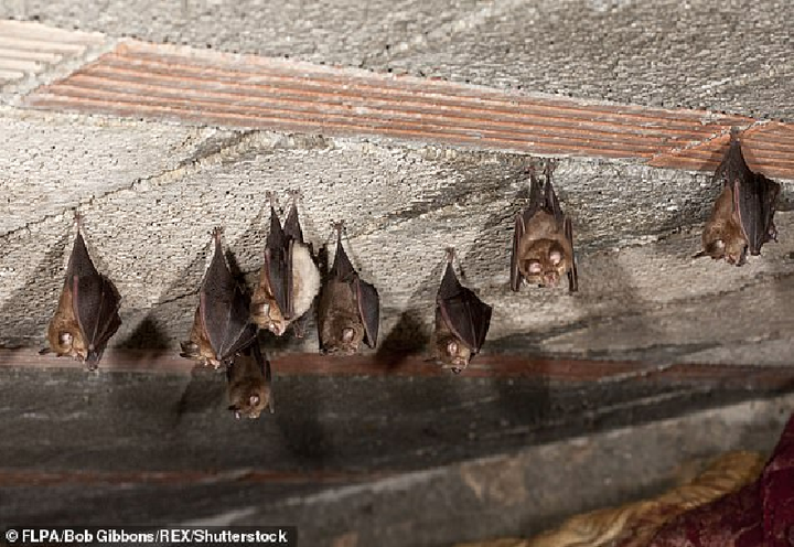 Phát hiện loại virus gây chết người mới ở dơi - 1