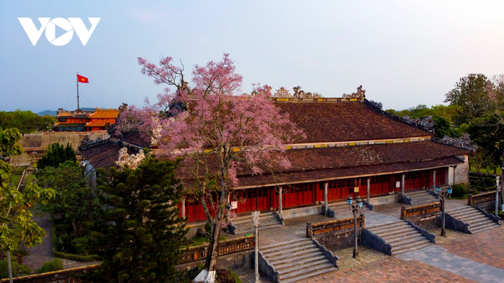 Mê mẩn ngắm hoa ngô đồng khoe sắc trong Đại nội Huế - 1