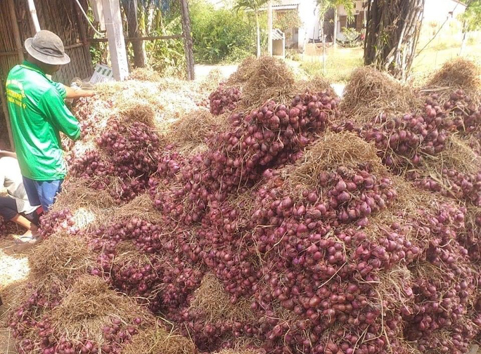 Giá hành tím khô rớt thảm, bán 1 kg không đủ mua bánh mì - 1