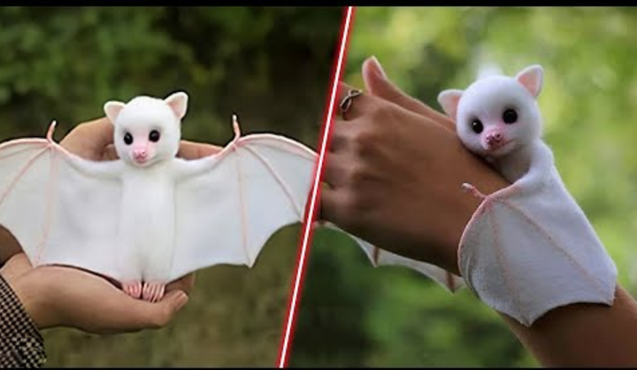 Loài dơi trắng đáng yêu nhất thế giới - 1