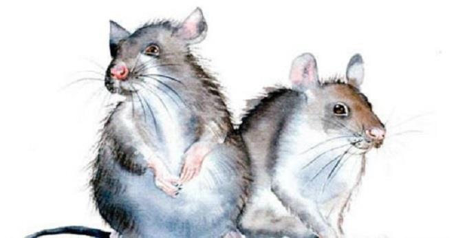 Dự đoán 12 con giáp ngày 11/4: Tuất dễ bị đối thủ 'đánh' phủ đầu - 1