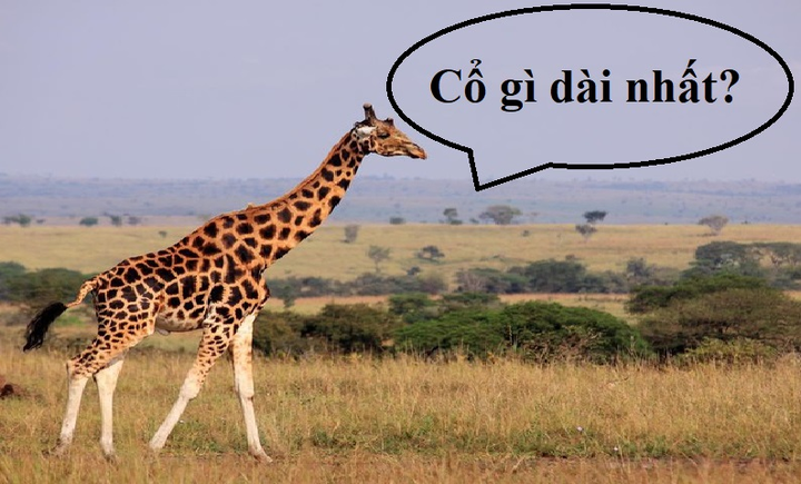 Đố mẹo 5 giây: Cổ gì dài nhất? - 1