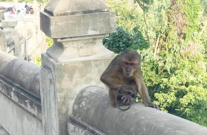 Ảnh: Khỉ mặt đỏ đau đớn bỏ lại bàn chân trên chiếc bẫy sắt ở Sơn Trà - 2