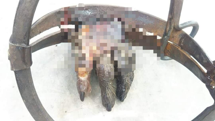 Ảnh: Khỉ mặt đỏ đau đớn bỏ lại bàn chân trên chiếc bẫy sắt ở Sơn Trà - 3