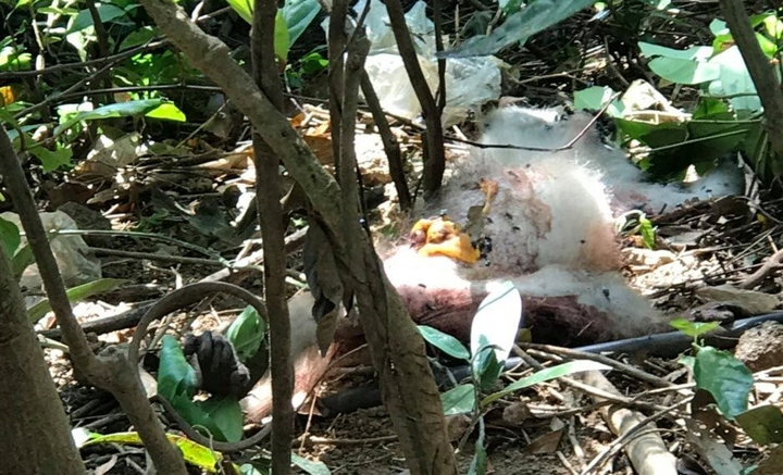 Ảnh: Khỉ mặt đỏ đau đớn bỏ lại bàn chân trên chiếc bẫy sắt ở Sơn Trà - 5